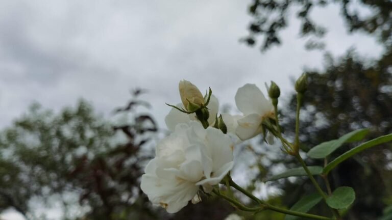 Simepar aponta chuva neste sábado e domingo para Marechal Rondon; veja a previsão